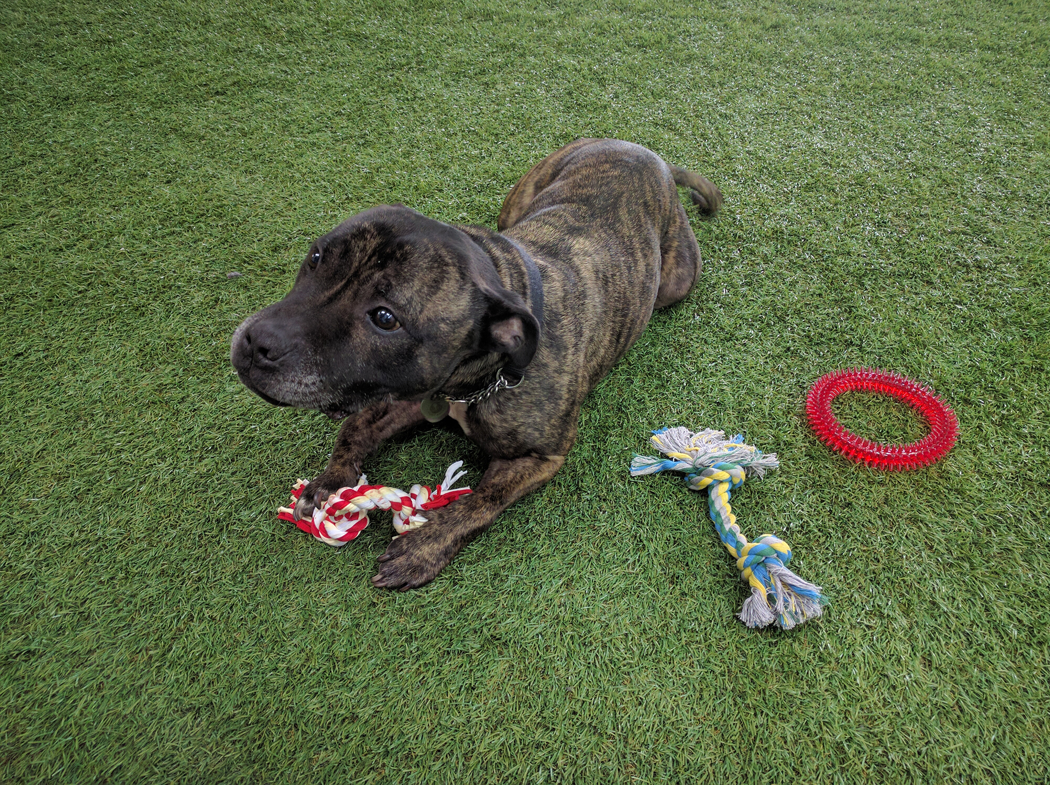 Pet Toys and Essentials