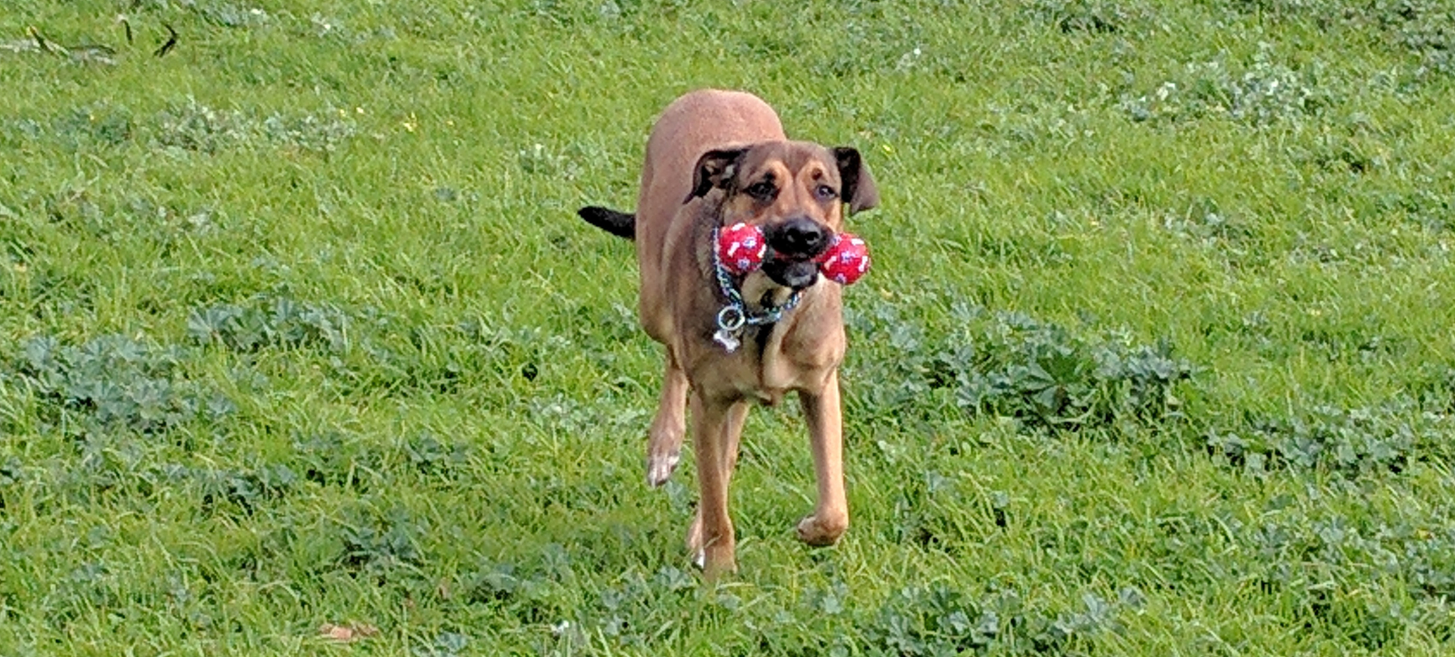 Tiffany loves anything that squeaks