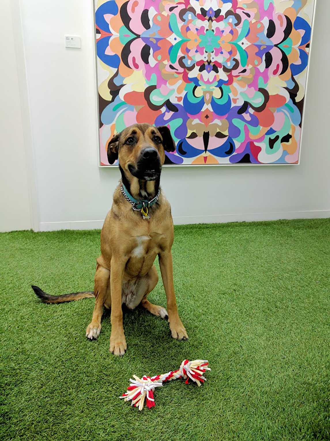 Pet Toys and Essentials
